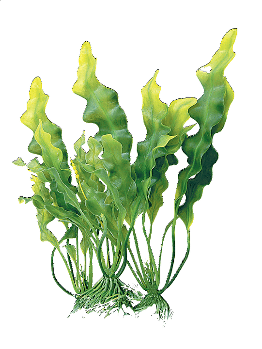 kremako algen konplexua